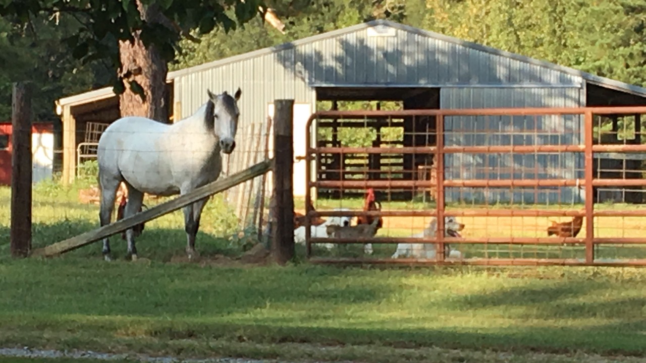 Photo of Others in Heber Springs