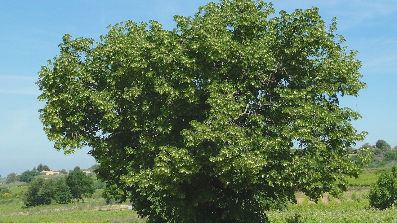 Photo of Outdoor in Faucon