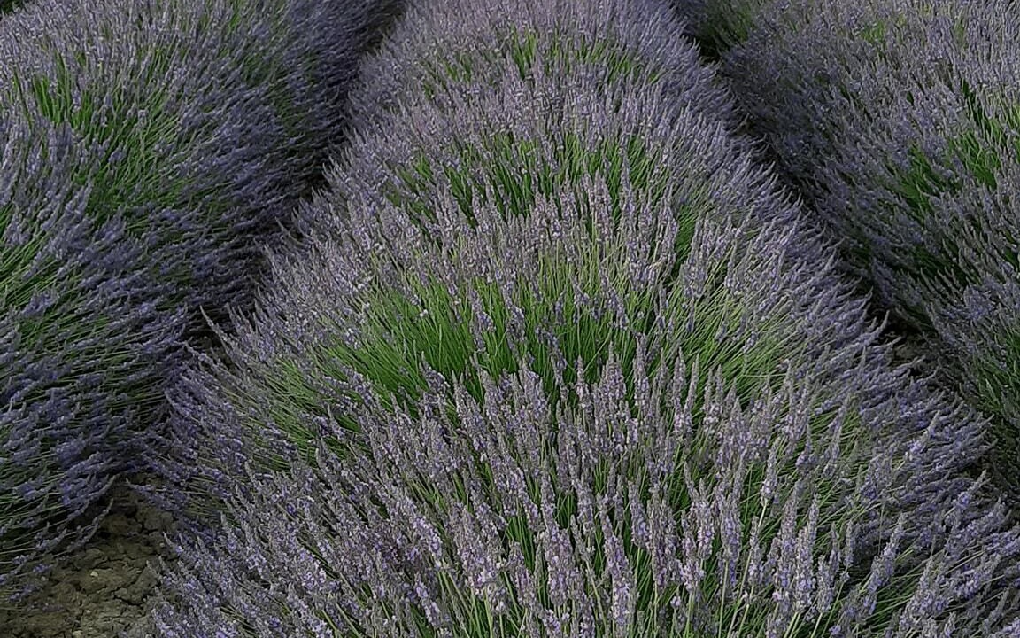 Photo of Outdoor in Lurs