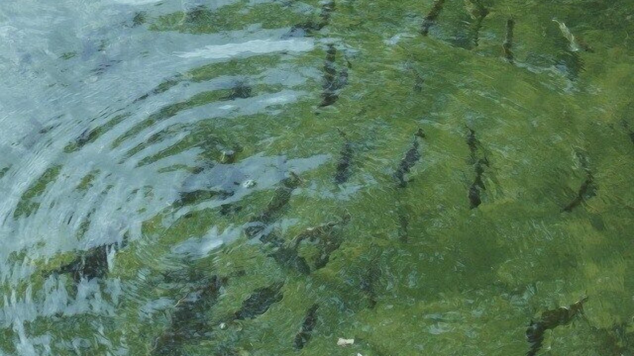 Photo of Others in Kerrville