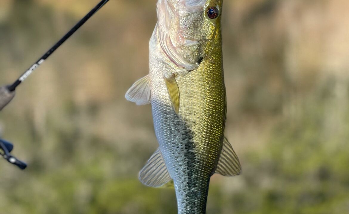 Photo of Others in Kerrville