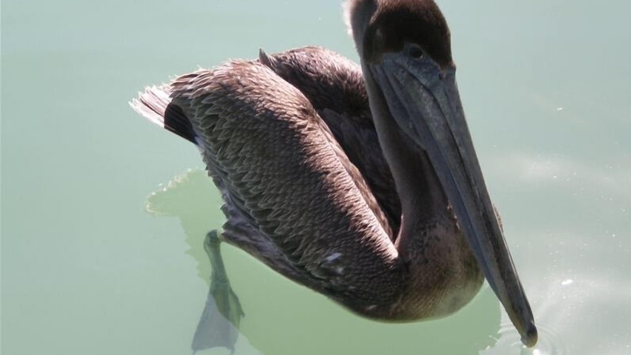 Photo of Others in Pensacola Beach