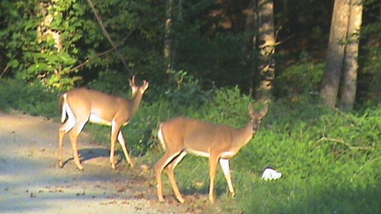Photo of Others in Dugspur