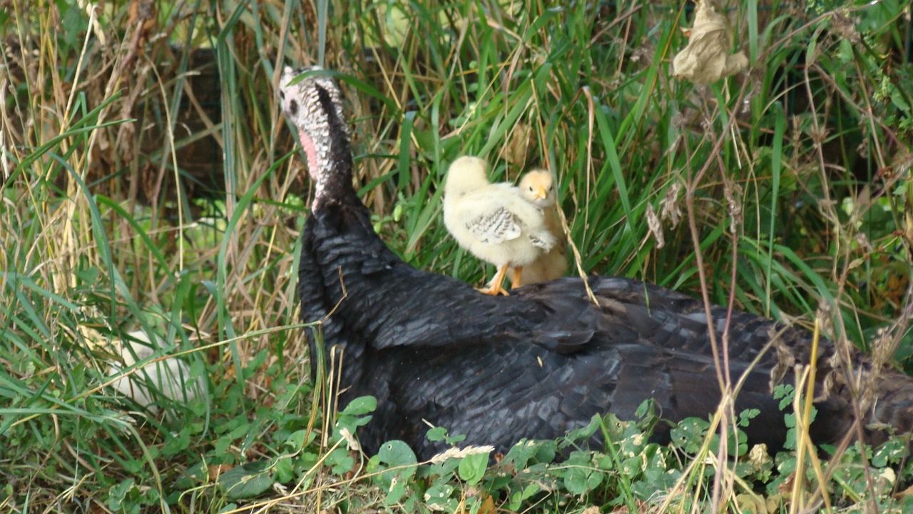 Photo of Outdoor in Villamblard