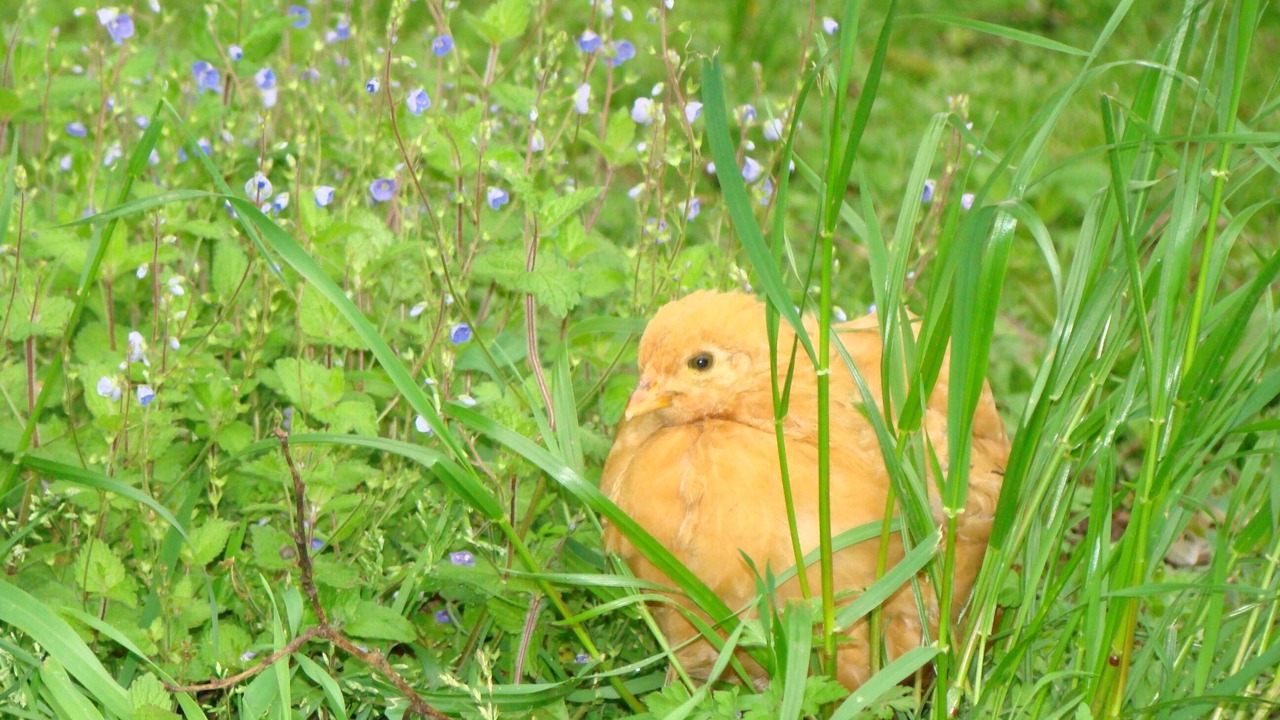 Photo of Others in Villamblard