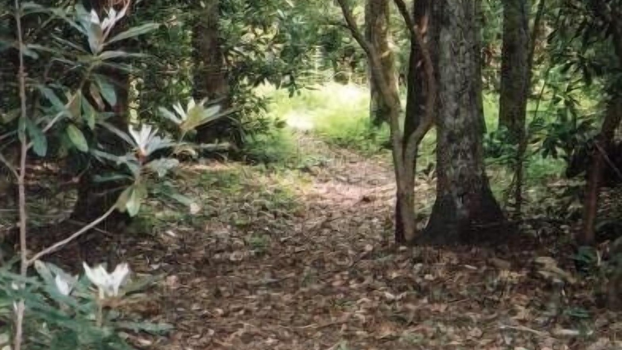Photo of Others in Candler