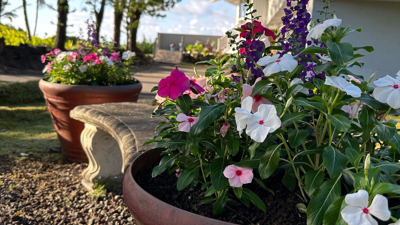 Photo of Outdoor in Keaau