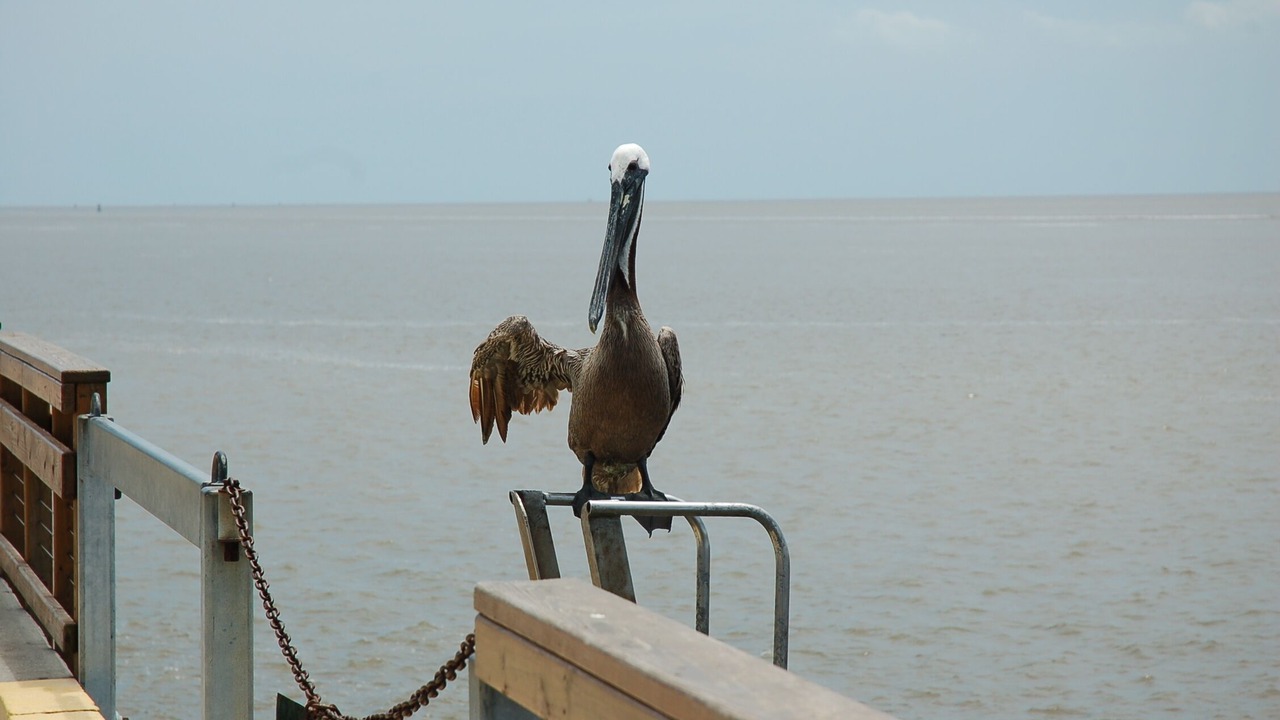 Photo of Others in Saint Simons Island