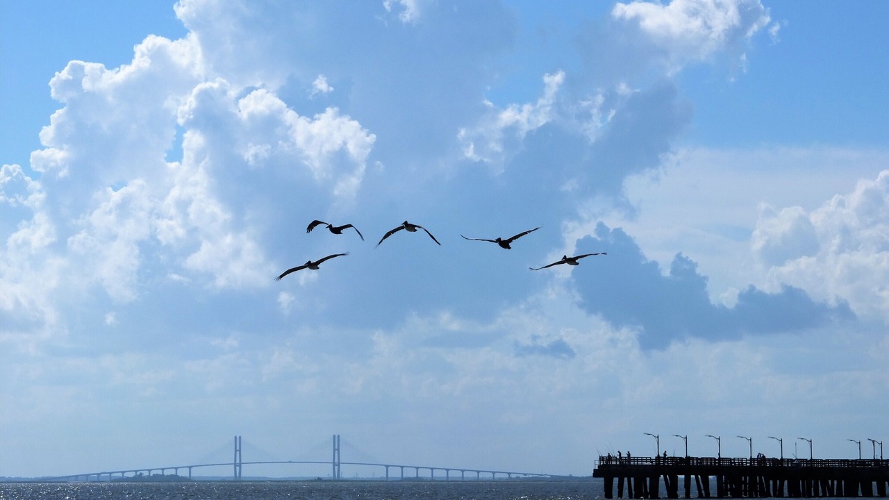 Photo of Others in Saint Simons Island