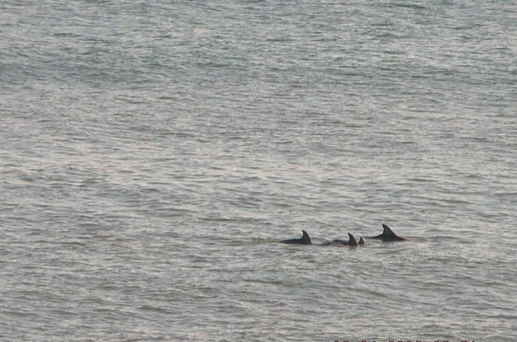 Photo of Others in Hatteras
