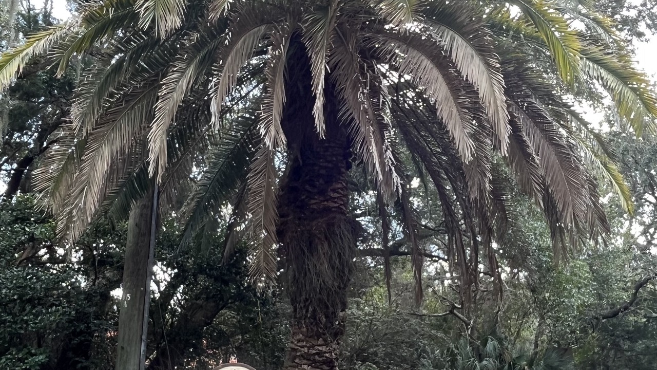 Photo of Outdoor in Saint Simons Island