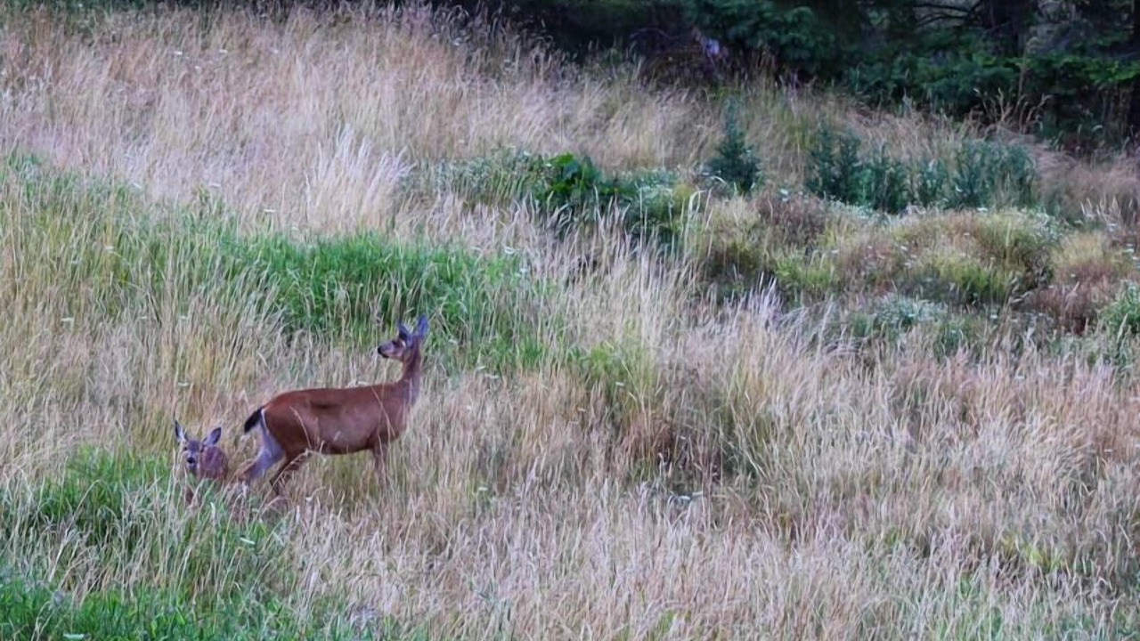 Photo of Others in Stevenson