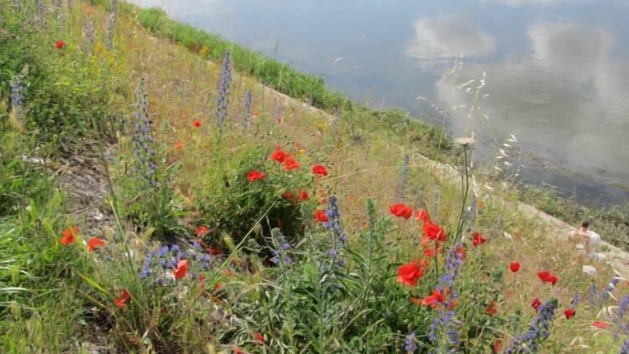 Photo of Others in La Chapelle-aux-Naux