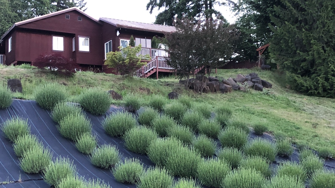 Photo of Others in Cornelius