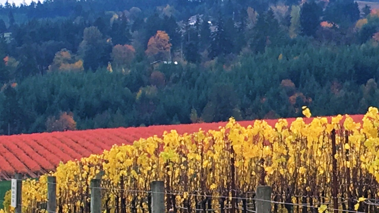 Photo of Others in Cornelius