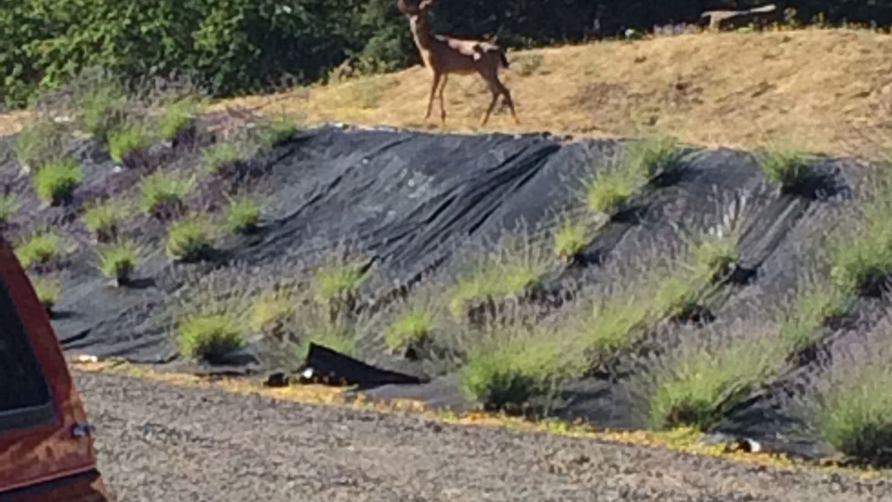 Photo of Others in Cornelius