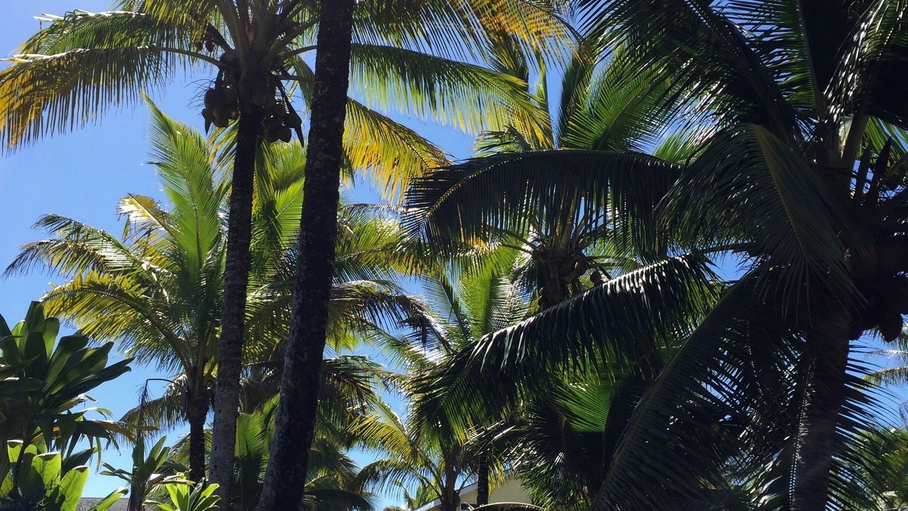 Photo of Others in Keaau