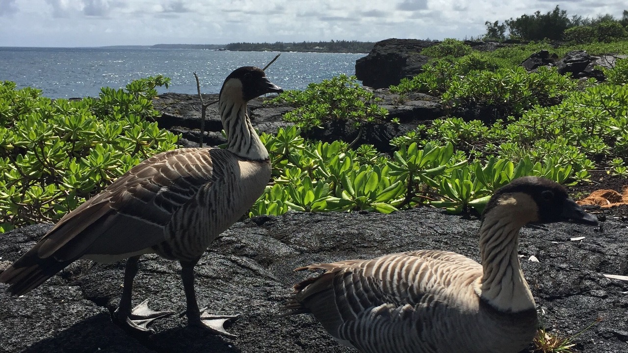 Photo of Others in Keaau