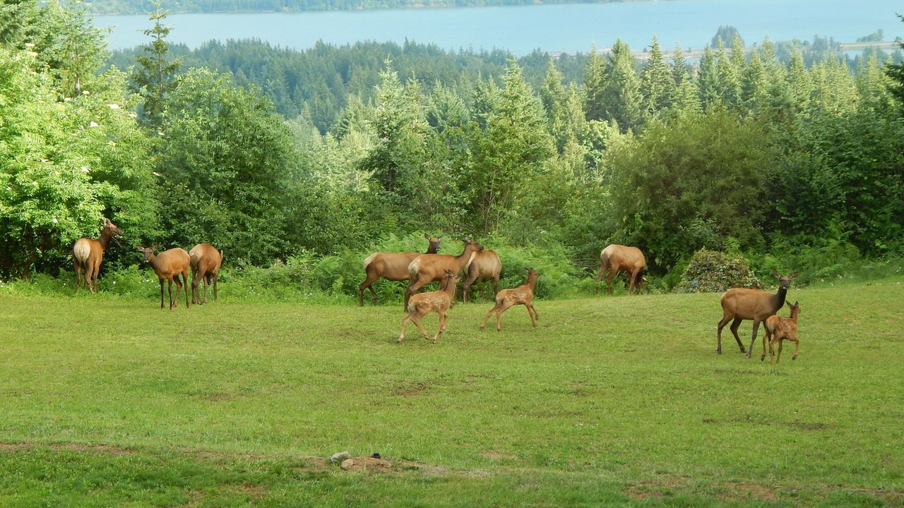 Photo of Outdoor in Stevenson