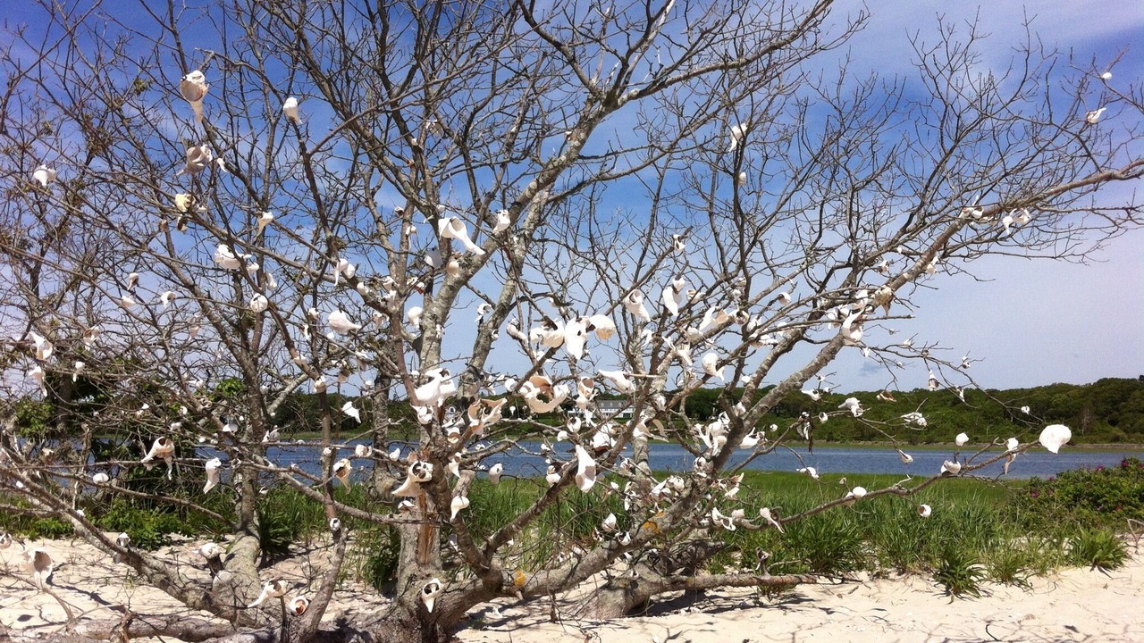 Photo of Others in Centerville