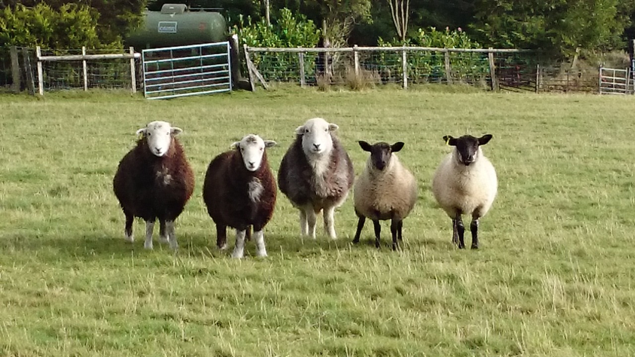 Photo of Others in Crymych