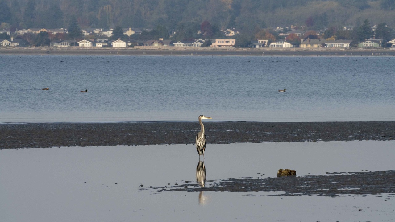 Photo of Others in Birch Bay