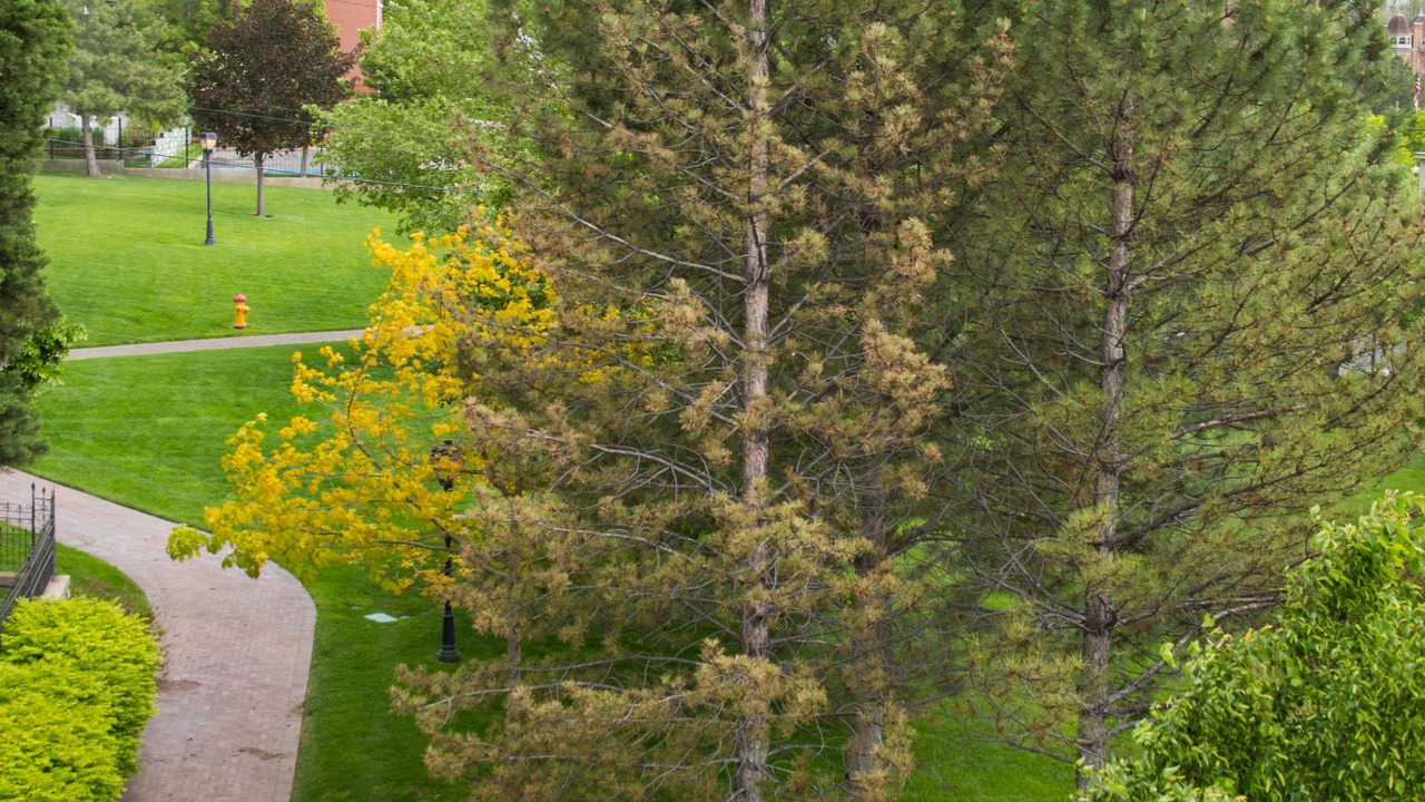 Photo of Outdoor in Downtown Salt Lake City