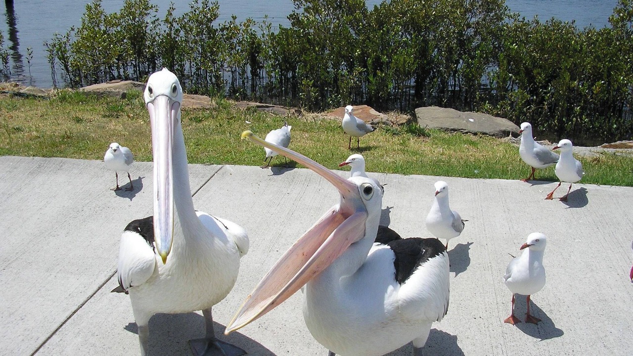 Photo of Others in Tea Gardens