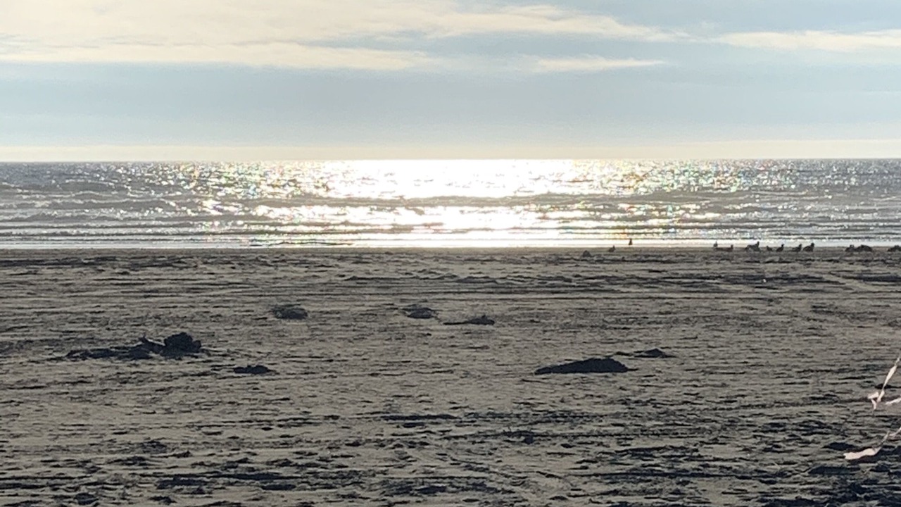 Photo of Others in Ocean Shores