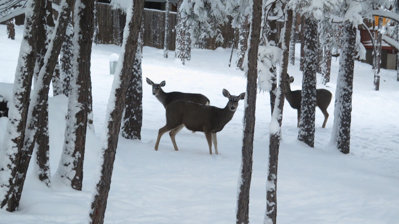 Photo of Others in Flagstaff