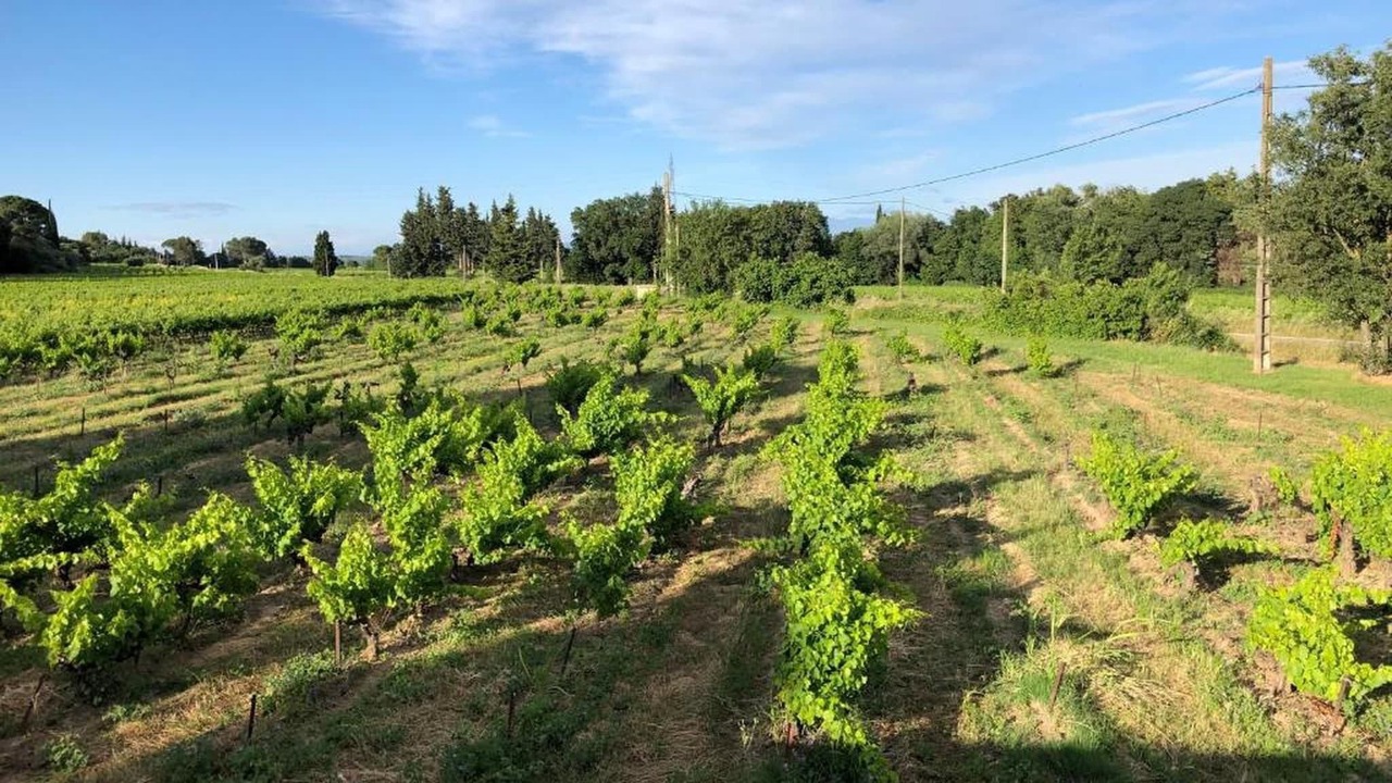 Photo of Others in Roquemaure