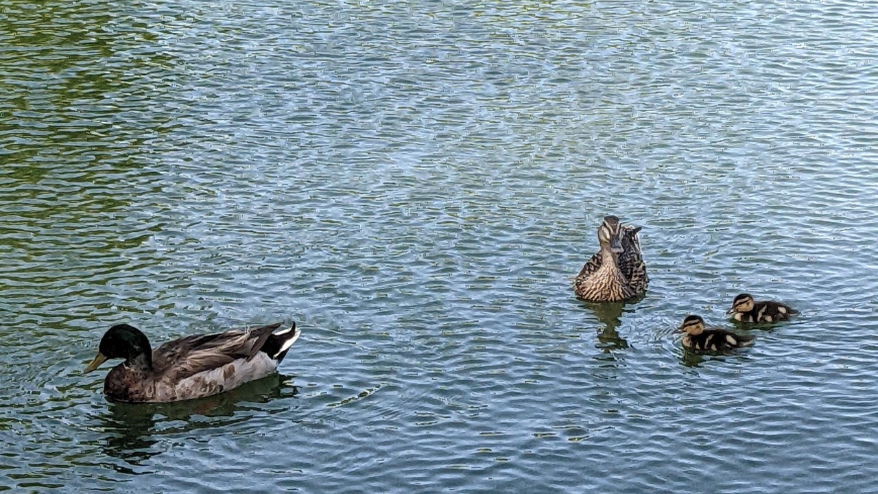 Photo of Others in Mesa