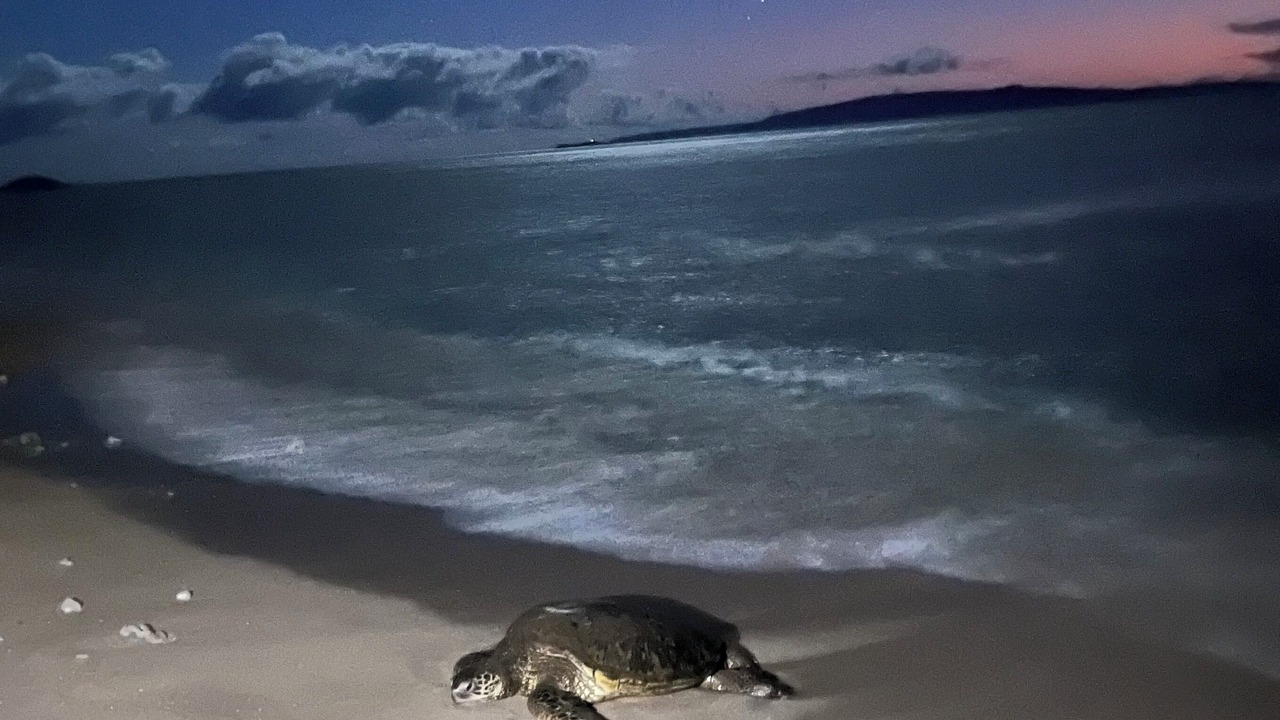 Photo of Others in Kihei