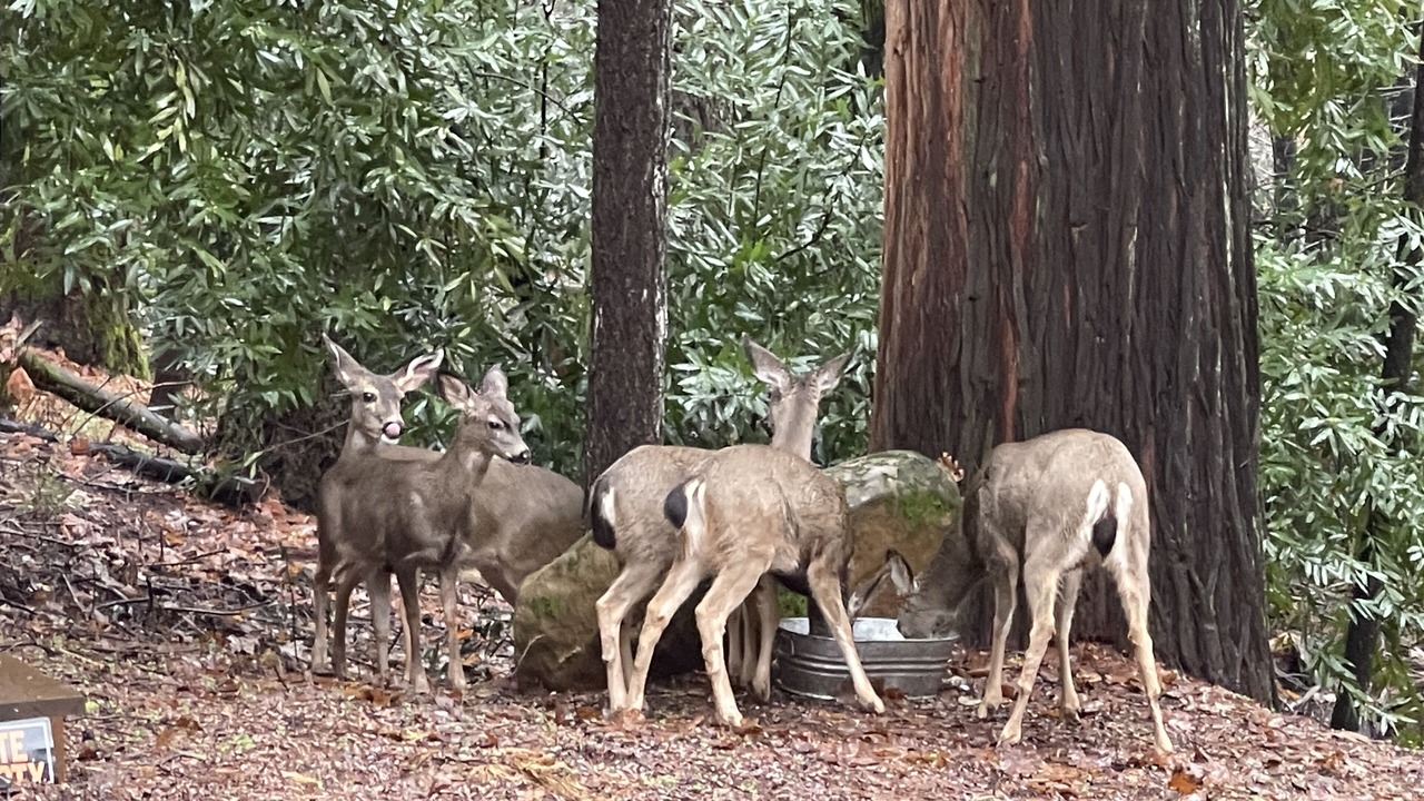 Photo of Outdoor in Foresthill