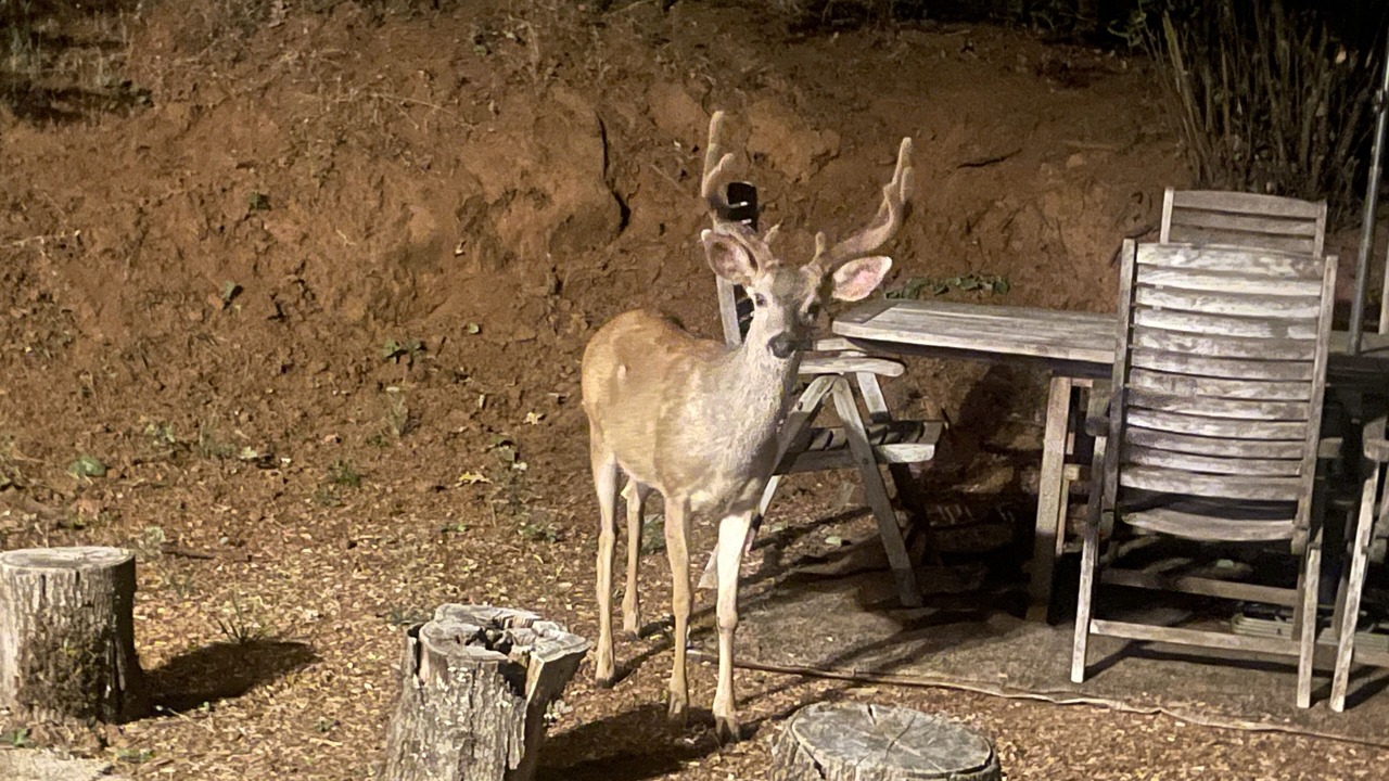 Photo of Outdoor in Foresthill