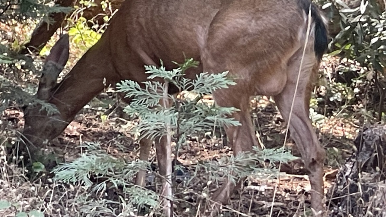 Photo of Others in Foresthill
