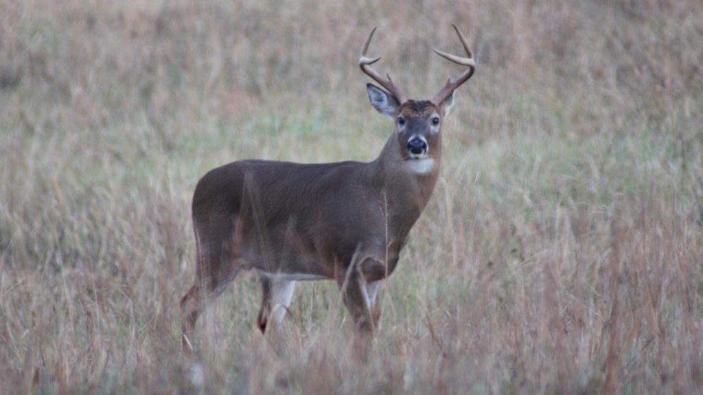 Photo of Others in Pigeon Forge