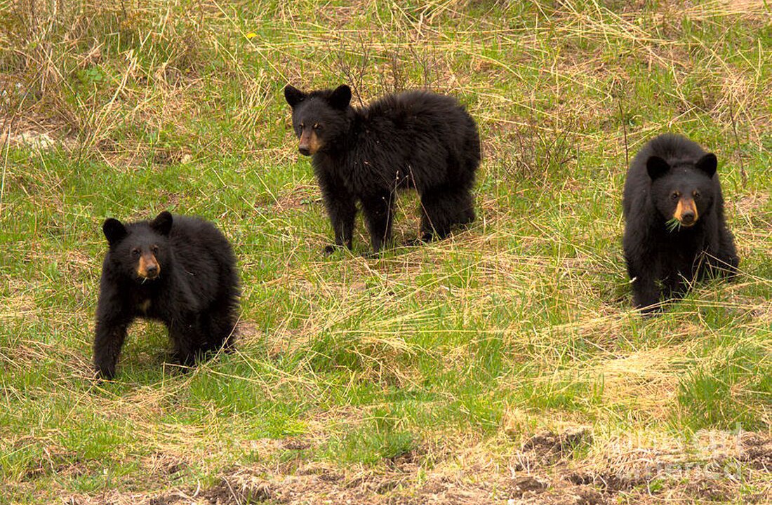 Photo of Others in Woodland Park