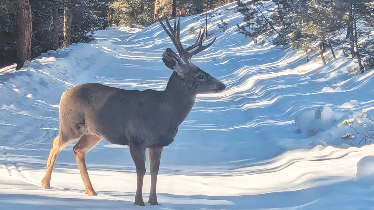 Photo of Others in Woodland Park