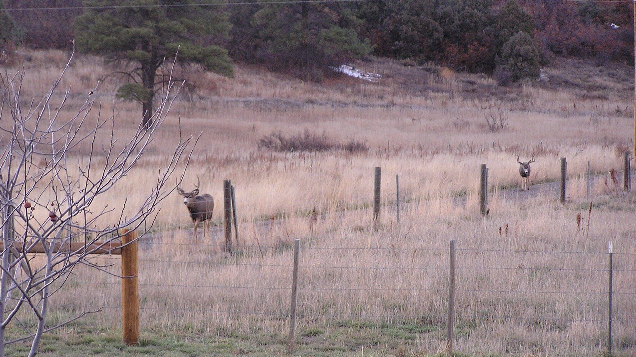 Photo of Others in Pagosa Springs