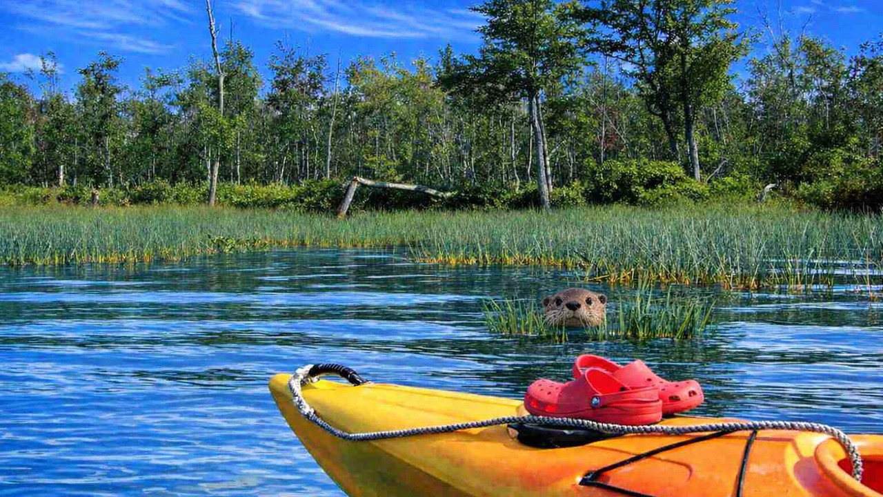 Photo of Others in Malletts Bay