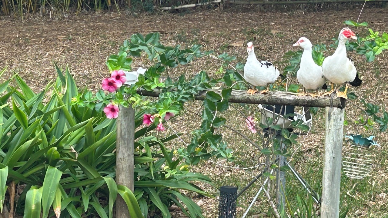 Photo of Others in Kapaau