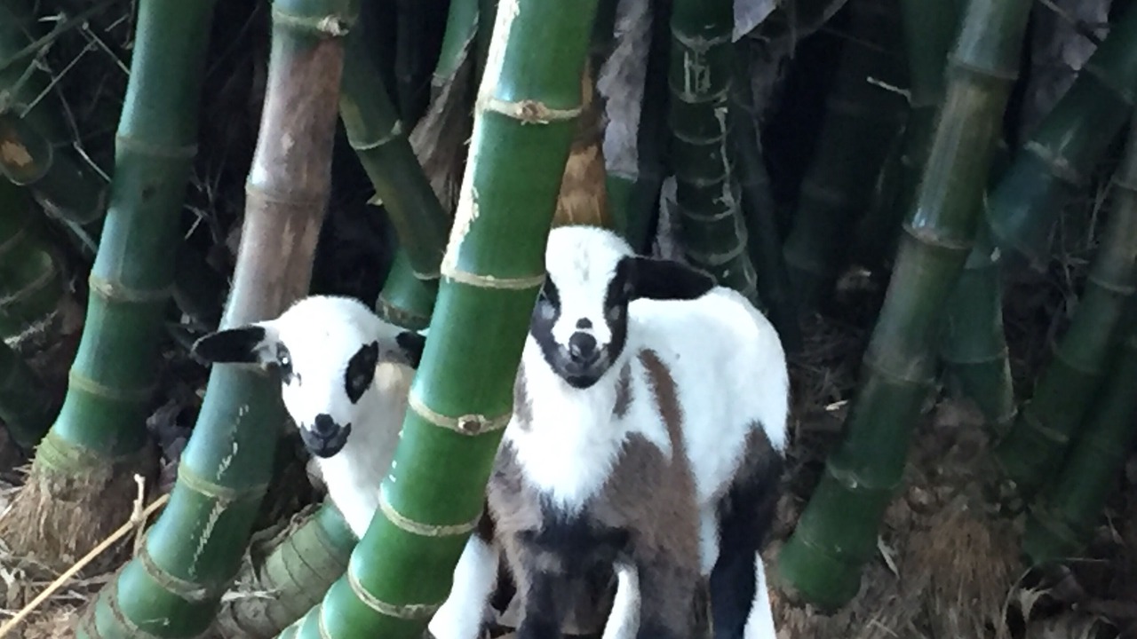 Photo of Others in Kapaau