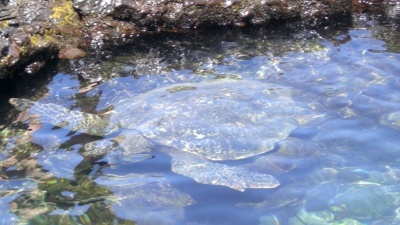 Photo of Others in Honokowai