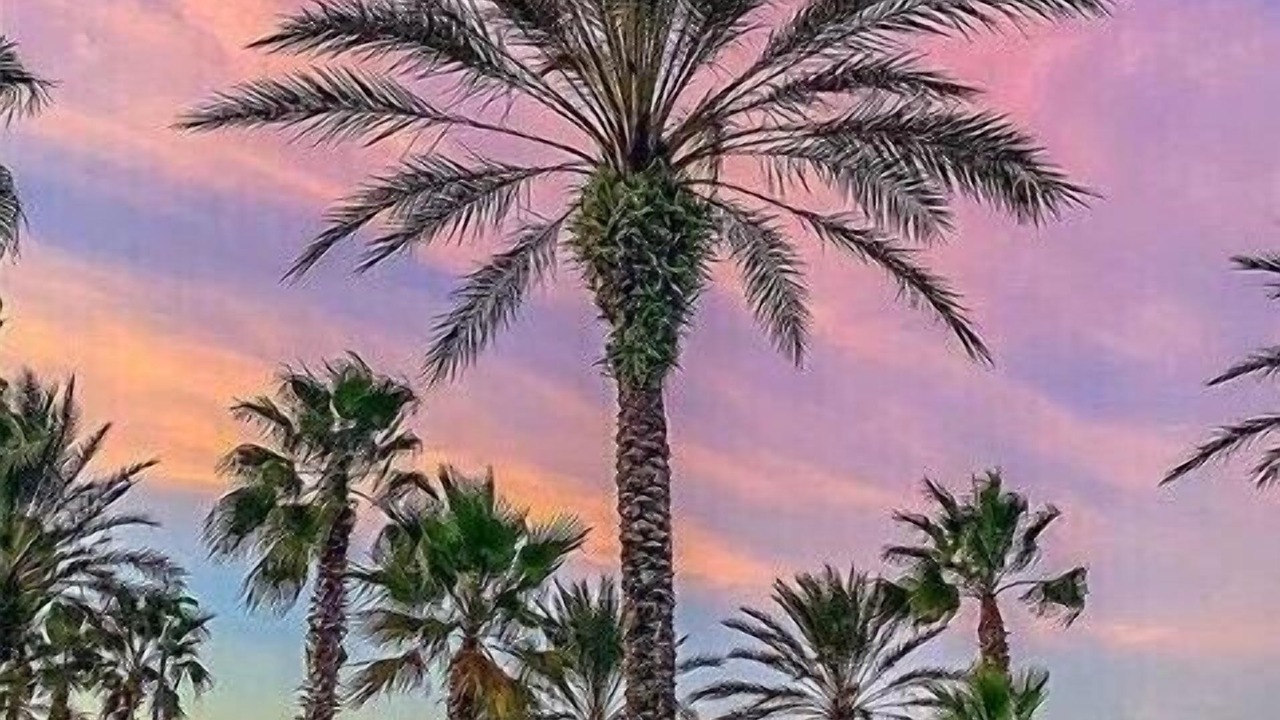 Photo of Others in Regal Palms