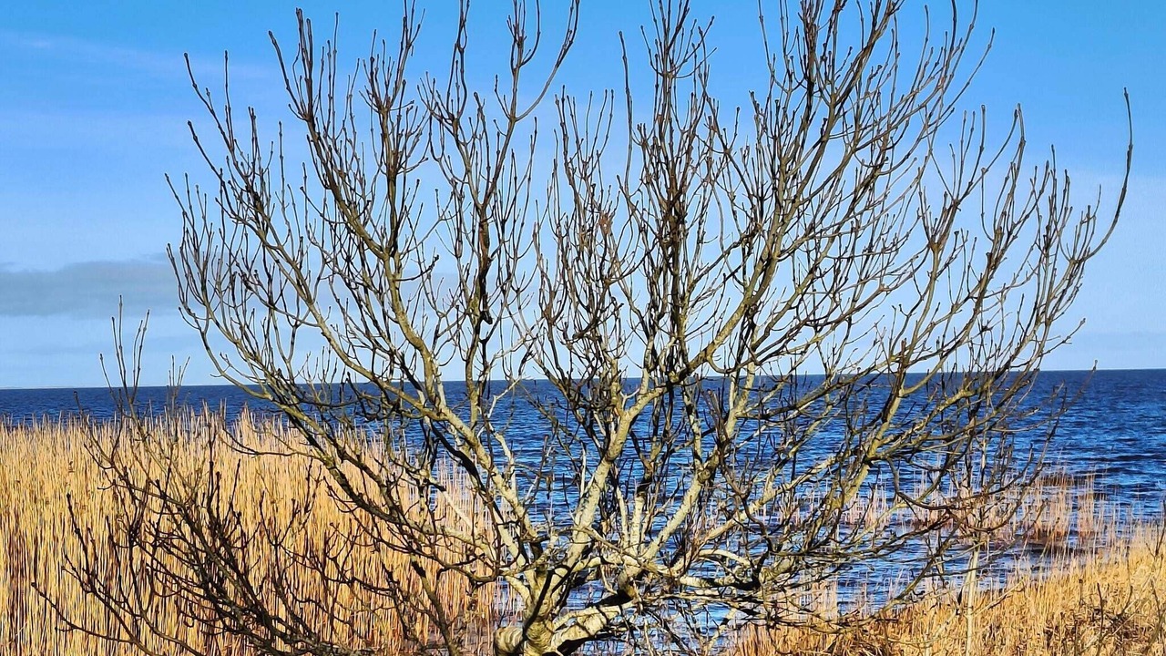 Photo of Others in Hemmet