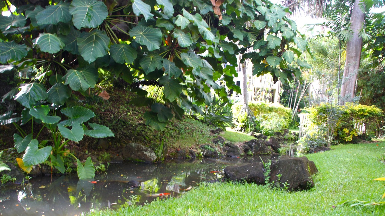 Photo of Others in Poipu