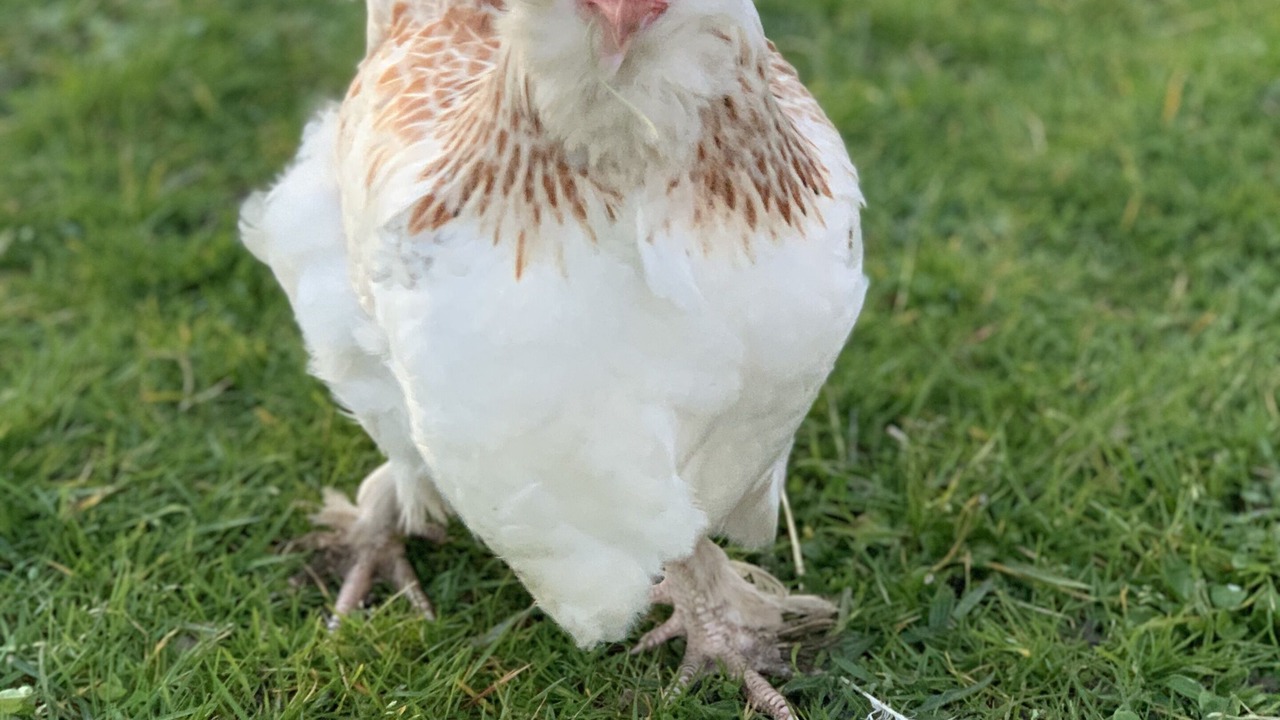 Photo of Outdoor in Sallertaine