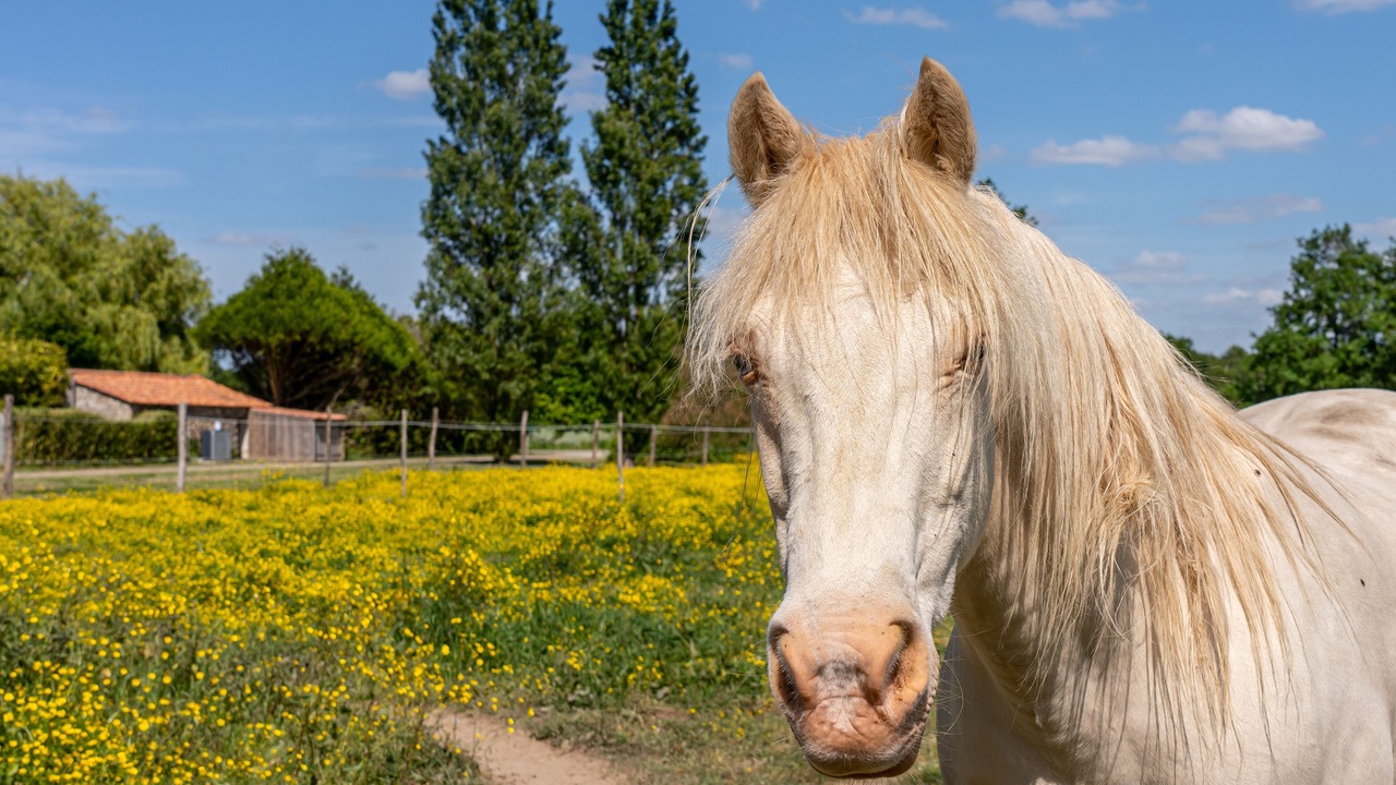 Photo of Outdoor in Sallertaine