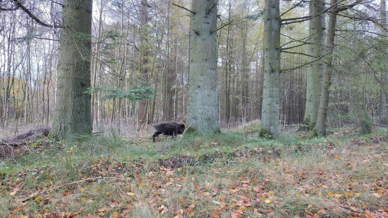 Photo of Others in Hovborg